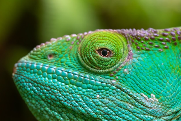 Photo gros plan, plan macro d'un caméléon vert