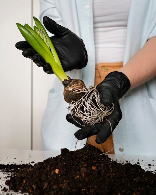 Gros plan de plantation de bulbes de plantes dans le sol