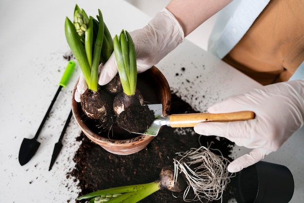 Gros plan de plantation de bulbes de plantes dans le sol