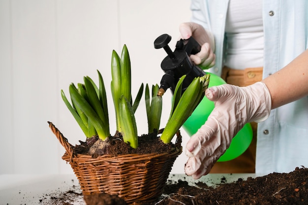 Photo gros plan de plantation de bulbes de plantes dans le sol