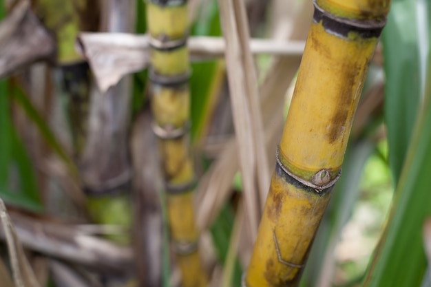 Gros plan de la plantation de canne à sucre