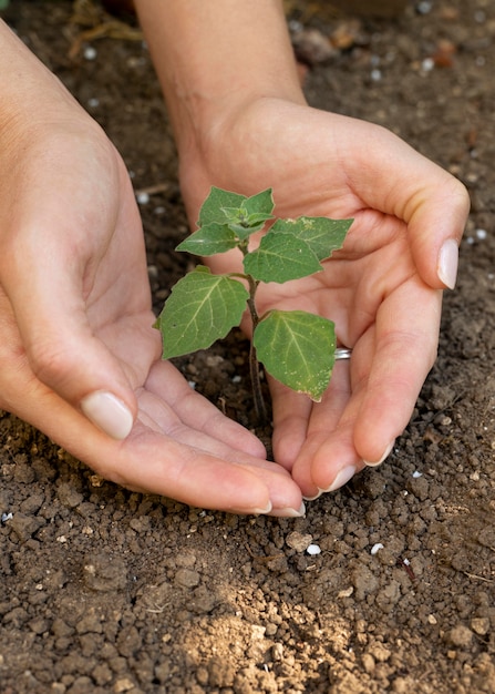 Photo gros plan sur la plantation de nouvelles plantes dans la nature