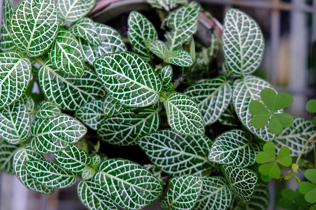 Un gros plan d'une plante aux feuilles vertes et blanches