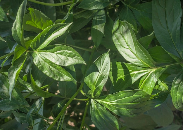 Un gros plan d'une plante aux feuilles vertes