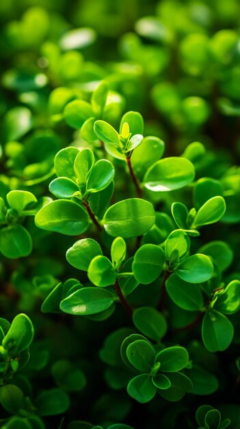 Photo un gros plan d'une plante aux feuilles vertes