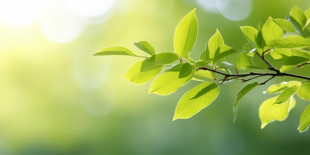 Un gros plan d'une plante aux feuilles vertes