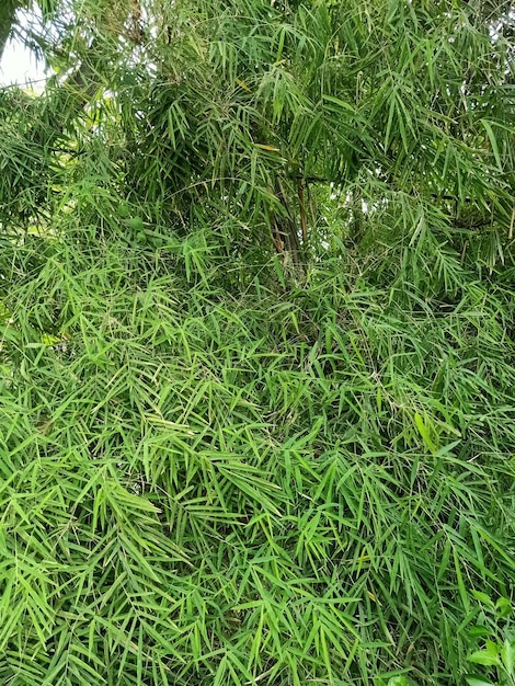 Gros plan d'une plante de bambou à gaine longue