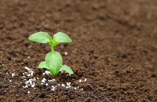 Gros plan d'une plante de basilic sacré dans un sol fertile avec un engrais chimique