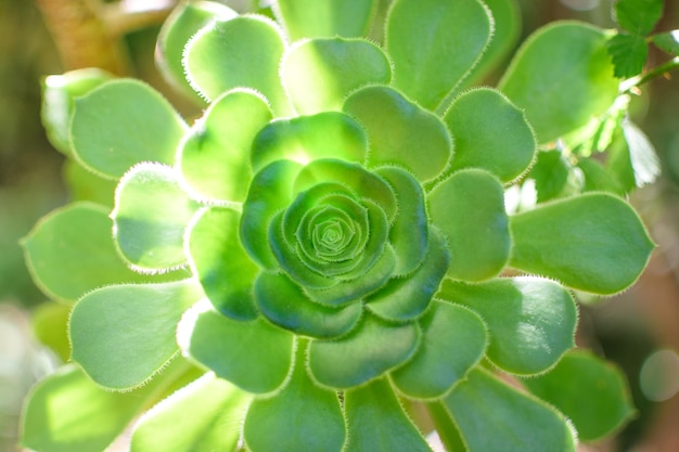 Gros plan d'une plante de cactus avec arrière-plan flou