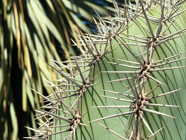 Photo un gros plan d'une plante de cactus.