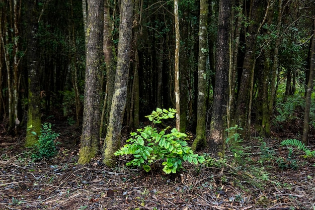 Gros plan d'une plante en croissance dans une forêt humide après la pluie