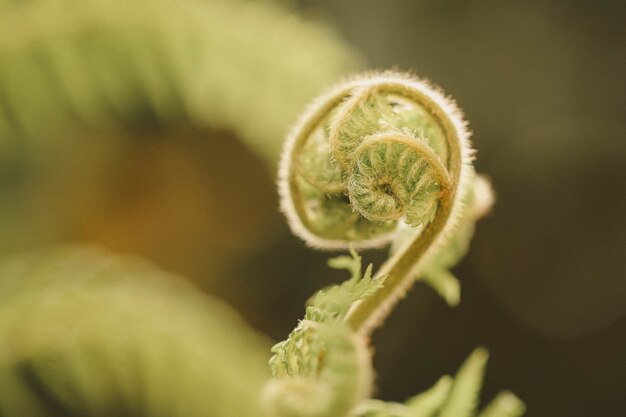 Gros plan d'une plante emmêlée sur une surface floue