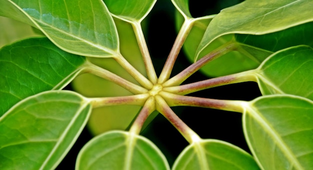 Gros plan d'une plante étoilée