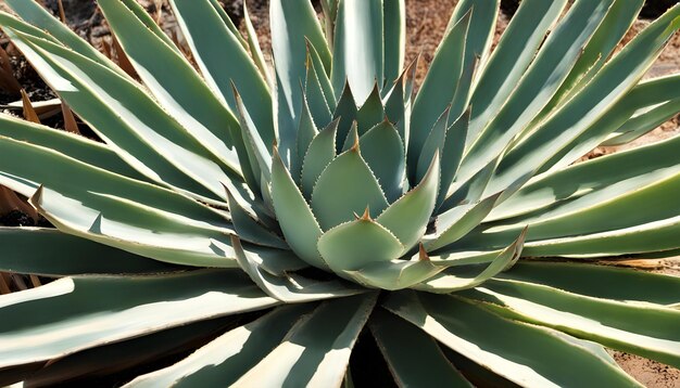 Photo un gros plan d'une plante avec une feuille verte