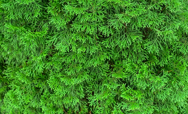 Gros plan de la plante à feuilles persistantes arborvitae dans un parc.