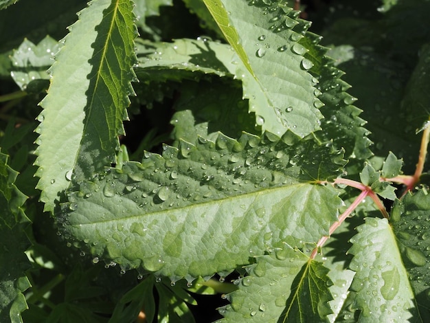 Un gros plan d'une plante avec les feuilles de la plante