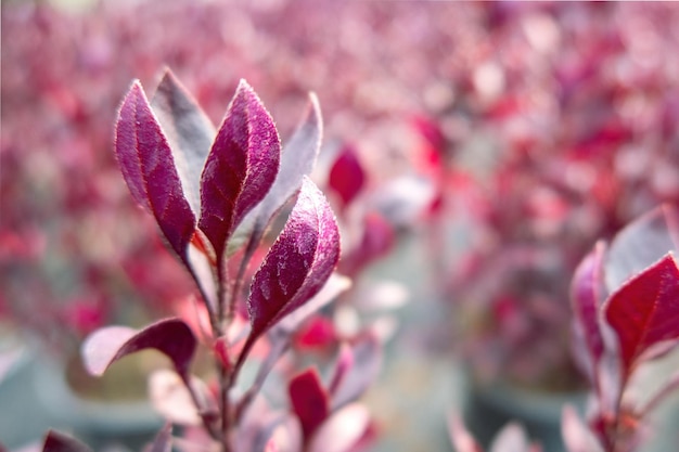 Gros plan d'une plante à feuilles rouges en pépinière