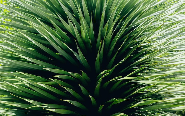 Gros plan d'une plante à feuilles avec des tons verts