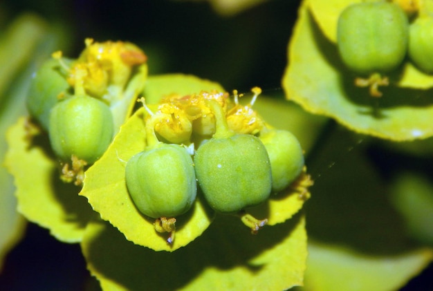 Un gros plan d'une plante avec des feuilles vertes et le centre jaune de la fleur.