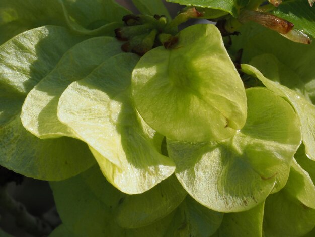 Un gros plan d'une plante avec des feuilles vertes et le soleil qui brille dessus.