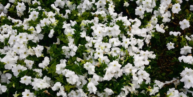 Un gros plan d'une plante à fleurs blanches