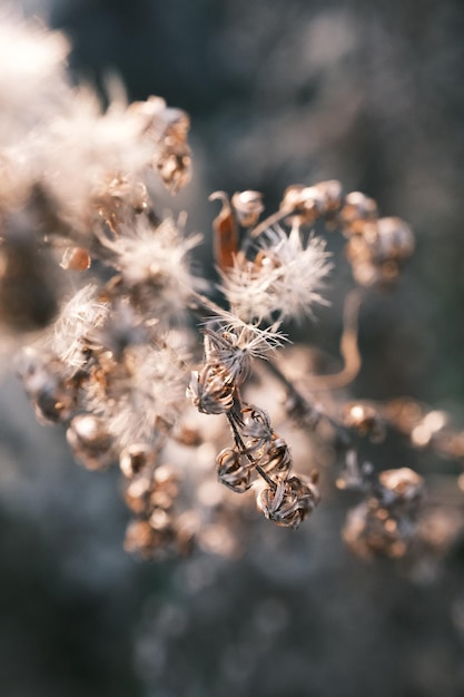 Un gros plan d'une plante à fleurs blanches