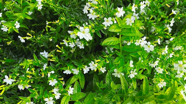 Un gros plan d'une plante à fleurs blanches