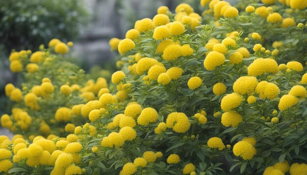 Photo un gros plan d'une plante avec des fleurs jaunes