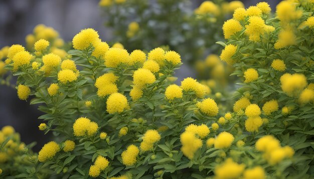 Photo un gros plan d'une plante avec des fleurs jaunes