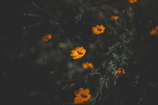 Un gros plan d'une plante à fleurs orange