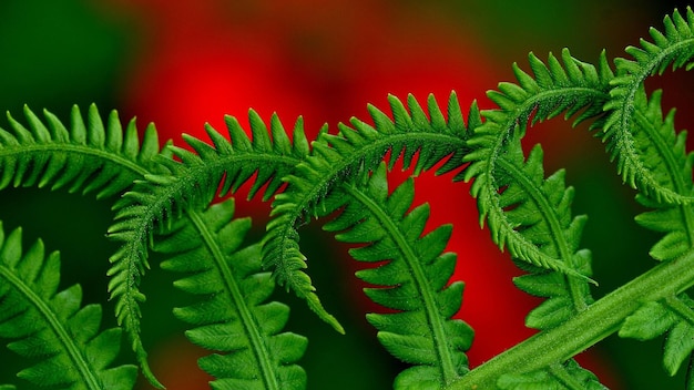 un gros plan d'une plante avec des fleurs rouges en arrière-plan