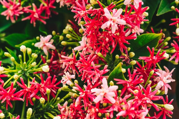 Un gros plan d'une plante à fleurs rouges