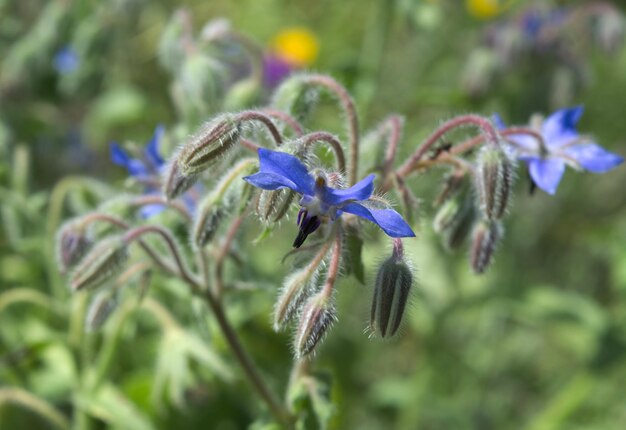 Photo un gros plan d'une plante à fleurs violettes.