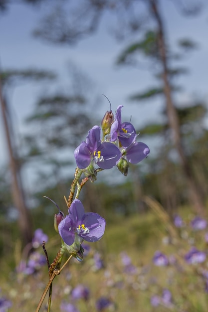 Photo un gros plan d'une plante à fleurs violettes.