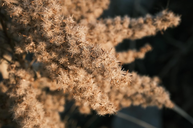 Un gros plan d'une plante avec un fond sombre