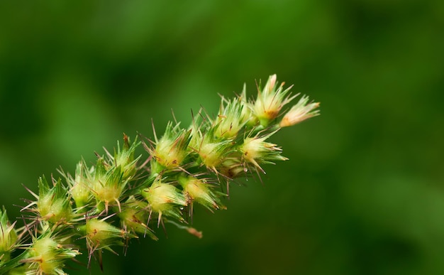 Un gros plan d'une plante avec un fond vert