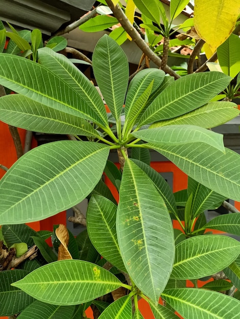 Gros plan d'une plante de frangipanier rouge