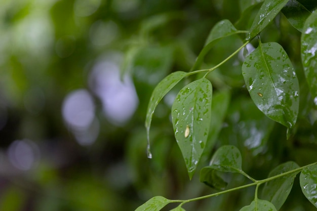 Un gros plan d'une plante avec des gouttes de pluie dessus