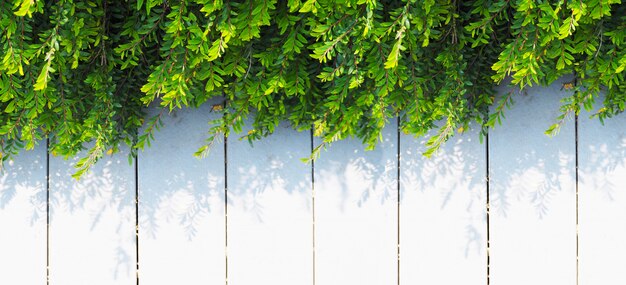 Gros plan plante grimpante feuilles vertes sur bois vintage blanc.