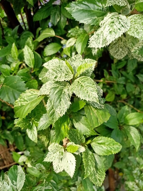 Gros plan d'une plante d'hibiscus chinois