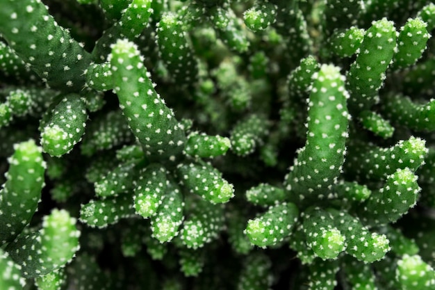 Gros plan de la plante d'intérieur de cactus