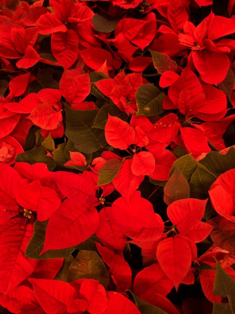 Photo gros plan de la plante laisse la couleur rouge et verte