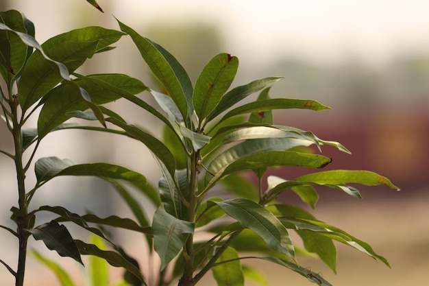 Un gros plan d'une plante de mangue feuilles vertes