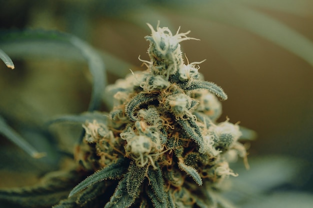 Gros plan de la plante de marijuana bourgeon floral trichome