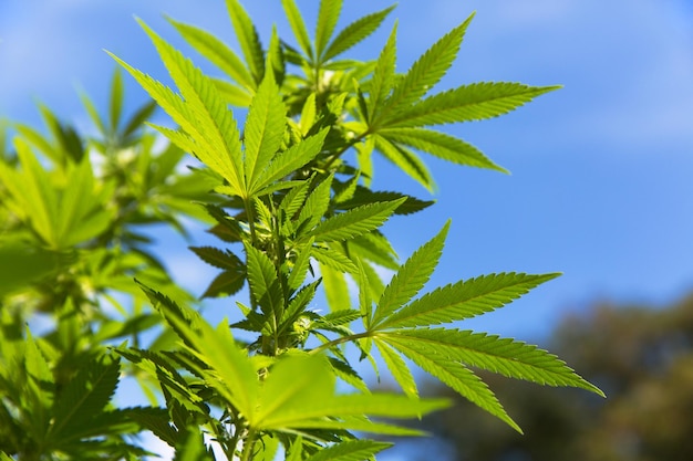 Un gros plan de la plante de marijuana contre le ciel