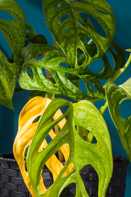 Gros plan de la plante Monstera adansonii plante d'intérieur toujours verte