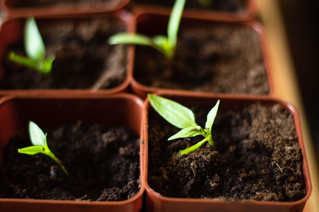 Un gros plan d'une plante avec le mot graine dedans