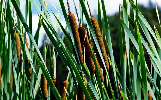 Photo un gros plan d'une plante avec le nom de la plante dessus