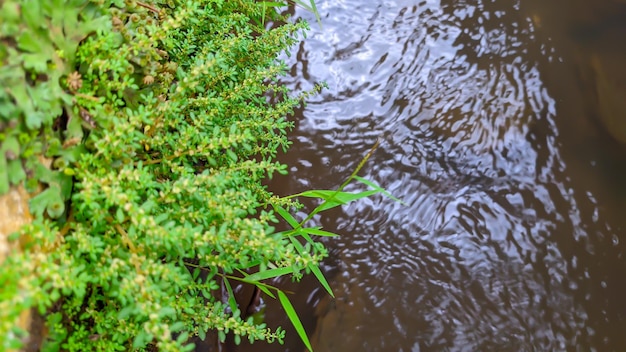 Gros plan de la plante Pilea microphylla également connue sous le nom de plante d'artillerie angelowed joypowder