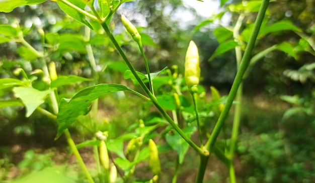 Un gros plan d'une plante avec une plante verte avec des poivrons jaunes dessus